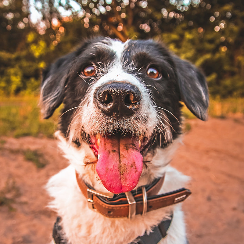 Is Tongue Scraping Necessary? What Are the Benefits of Tongue Cleaning?